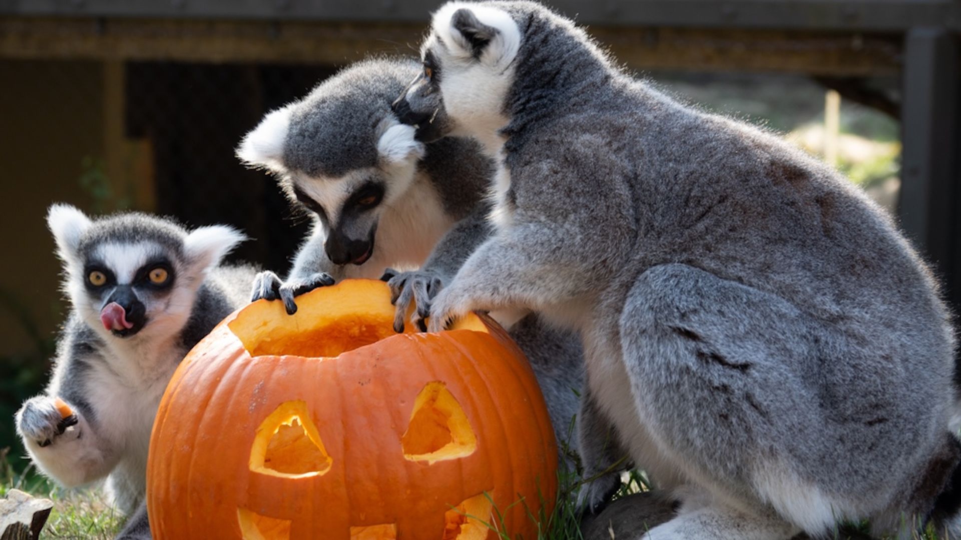 Three gray lemurs, including a baby, cluster around a carved orange pumpkin with triangular eyes and a smiling mouth in a grassy yard.