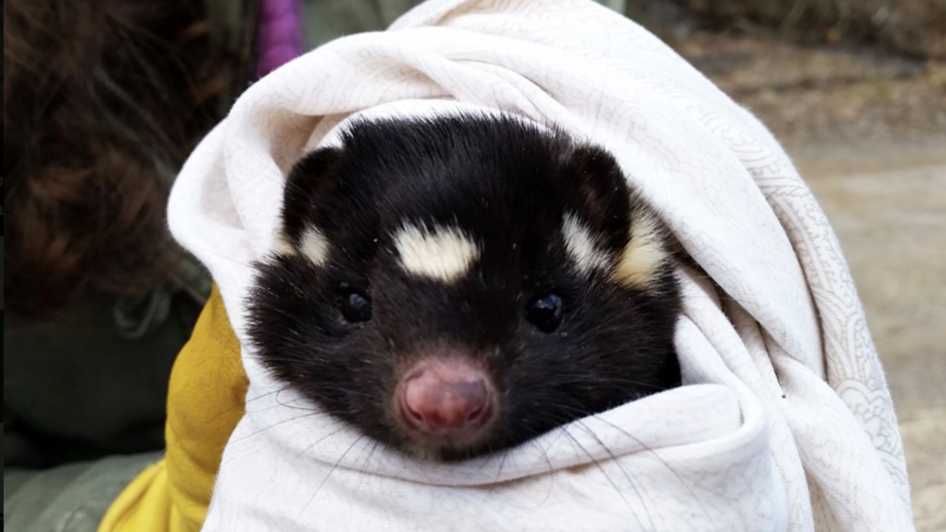 An  Eastern Spotted Skunk wrapped up in a white towel 