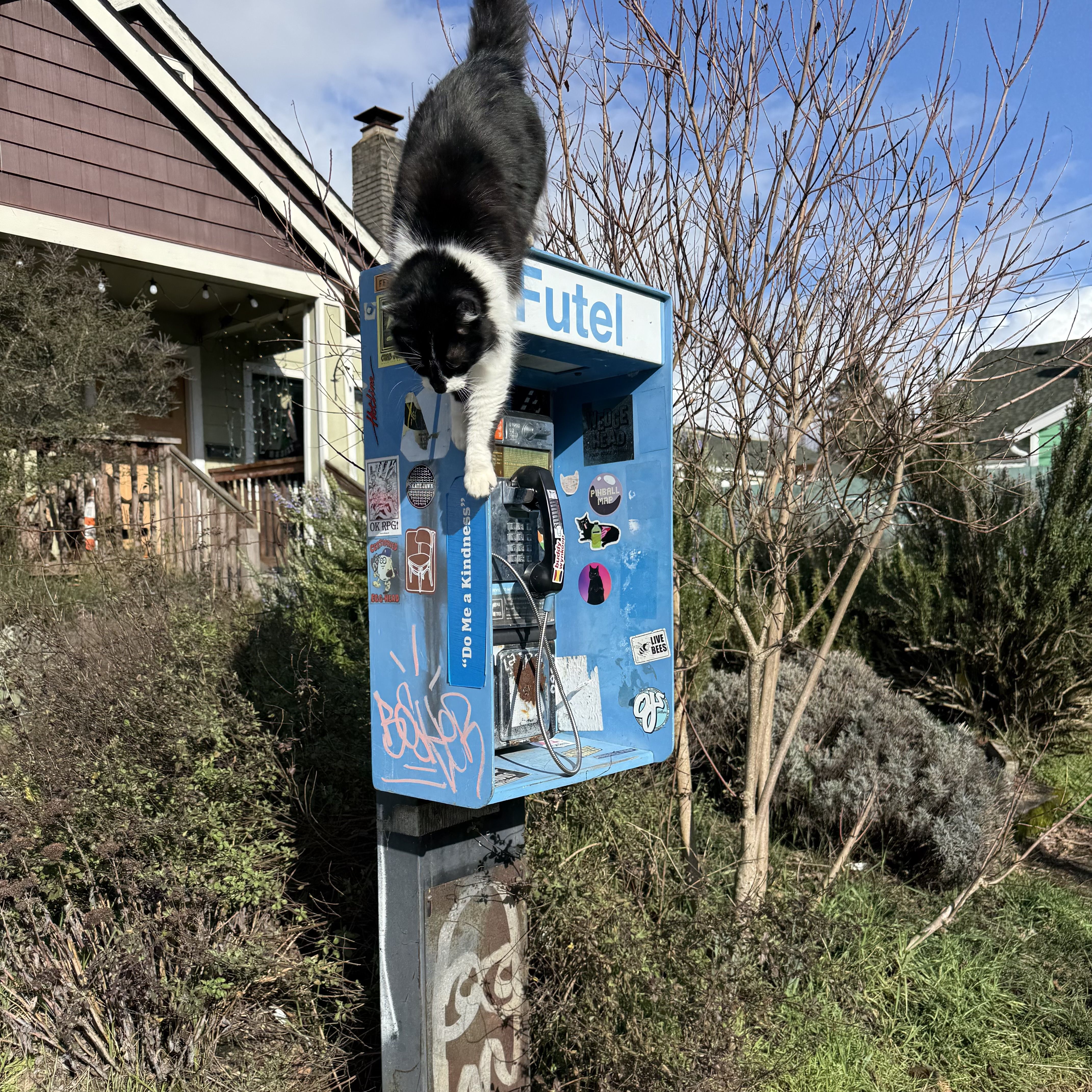 Black and white cat climbing down a blue Futel phone booth covered in stickers, set in a leafy residential garden with houses and a clear blue sky in the background.