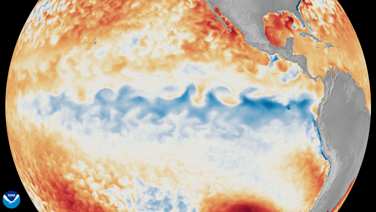 NOAA globe view showing sea surface temperatures: warm reds and oranges across the Pacific, cool blues in a central band; gray landmasses and a small NOAA logo bottom-left.
