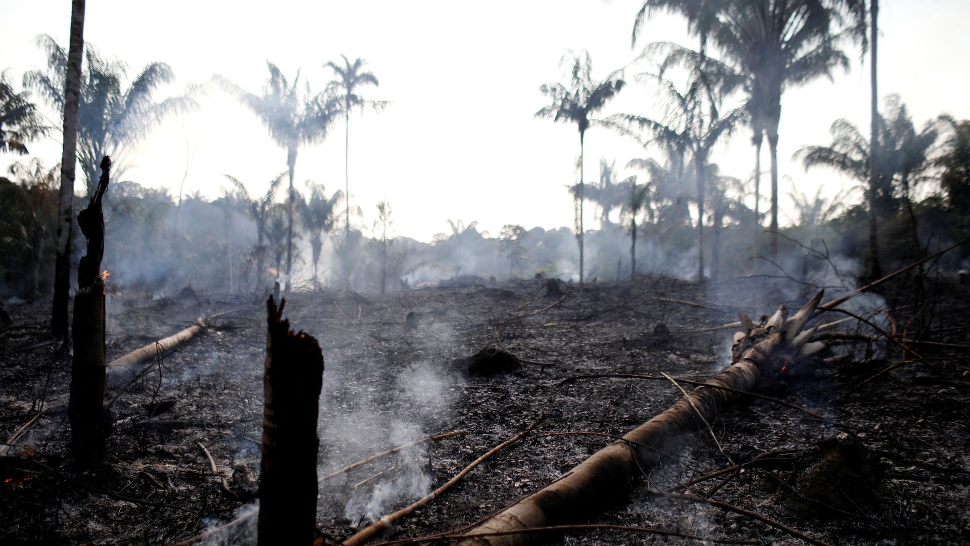 A charred trunk is seen on a tract of Amazon jungle that was recently burned by loggers and farmers in Brazil.