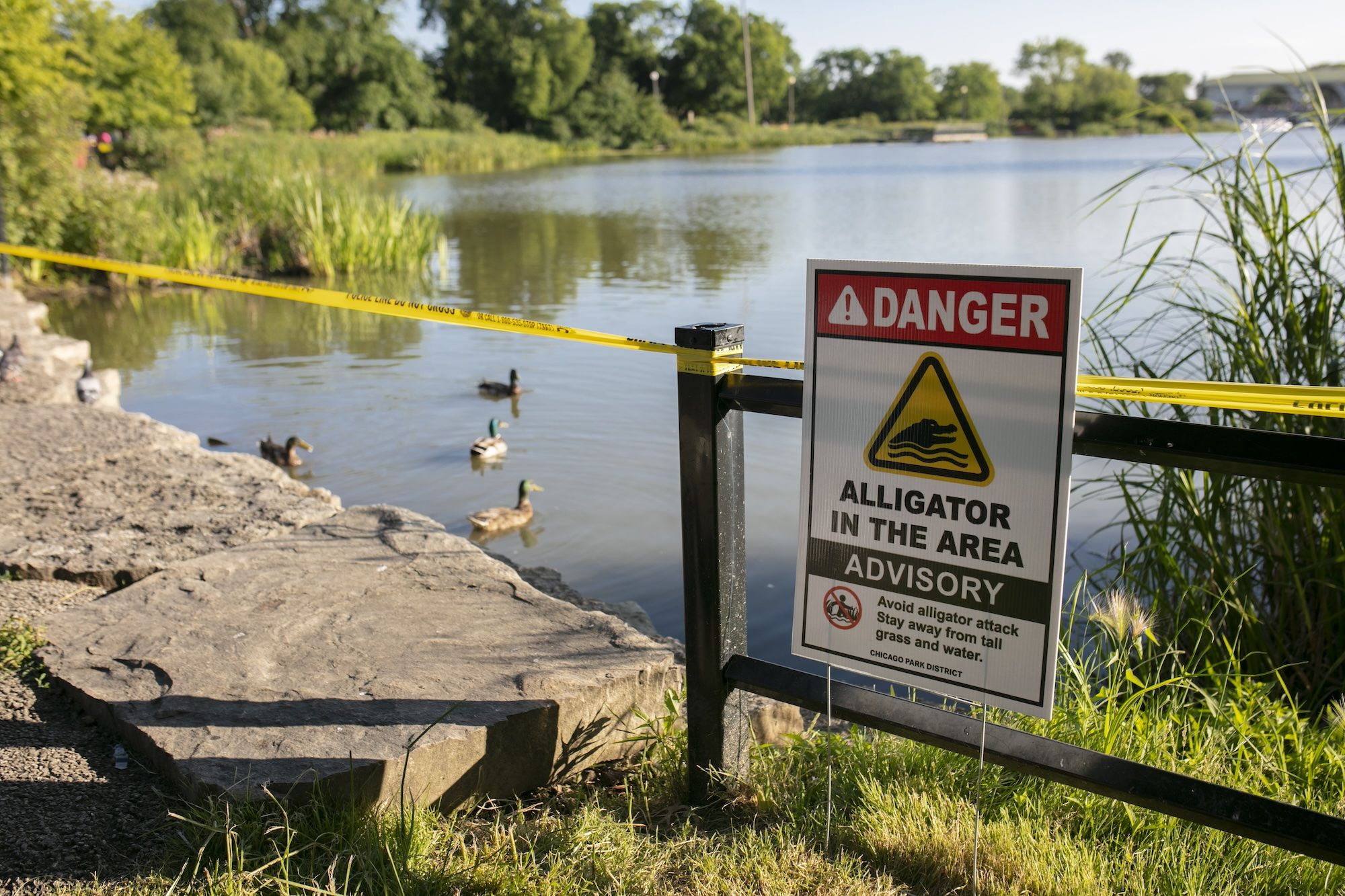 Danger: Alligator in the Area sign in front of lagoon with ducks in it.