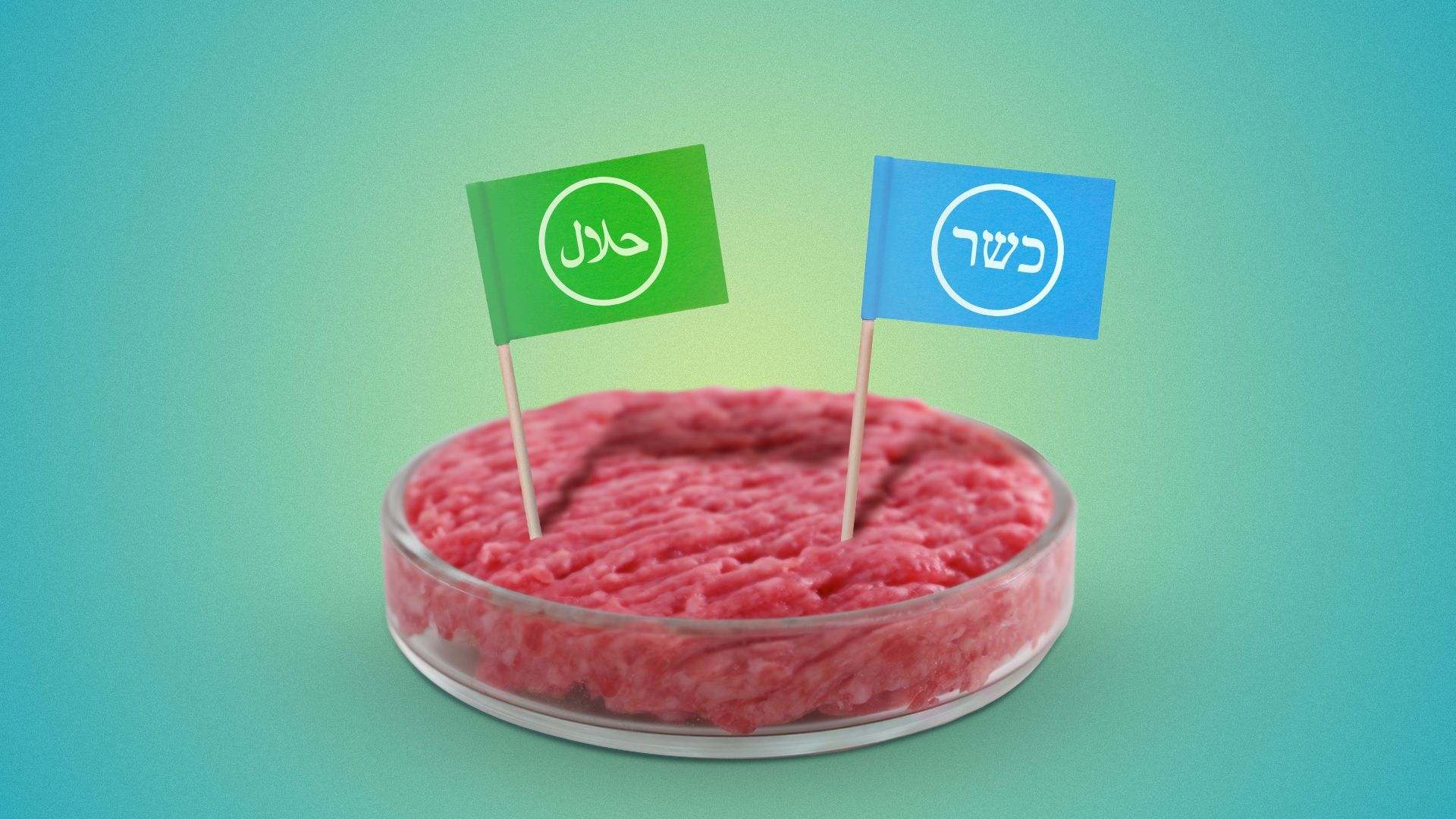 Illustration of a petri dish full of minced meat with a "halal" and "kosher" flag planted in the meat. 