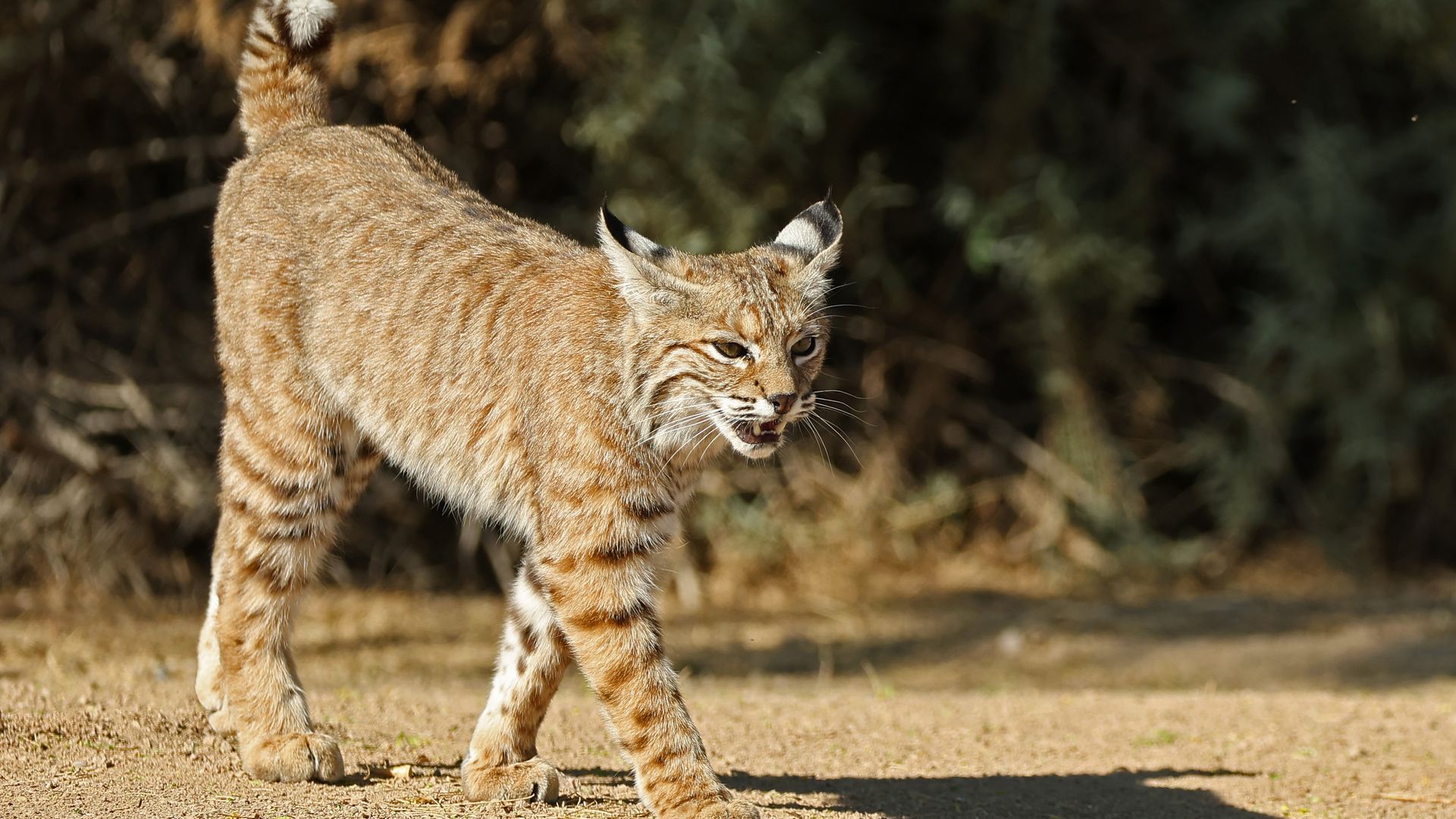 A tawny wildcat with tufted ears, spotted fur, and white whiskers walks along a sunlit dirt path, with a blurred green background.