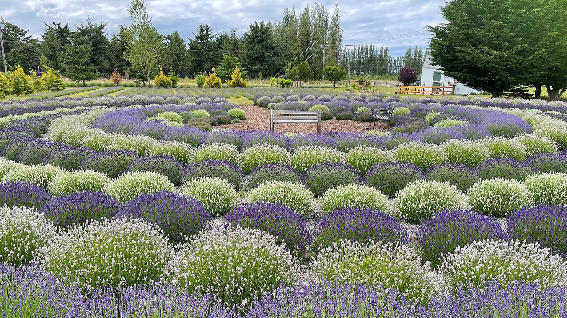 A field of blooming purple lavender with green stems, with trees and blue sky in background.
