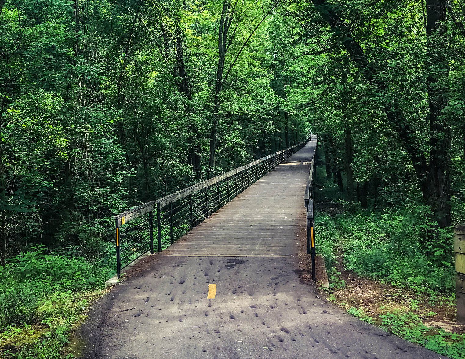 A path through woods