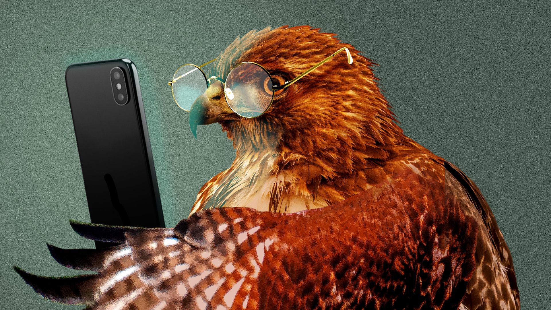 Illustration of a red-tailed hawk wearing glasses and reading its phone.
