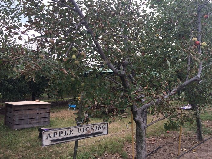 Windy Hill Orchard