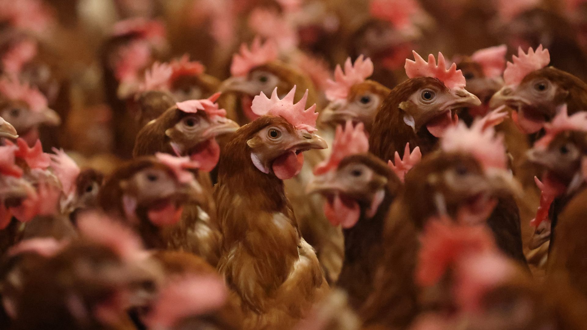Live chickens stand tightly in big group together.