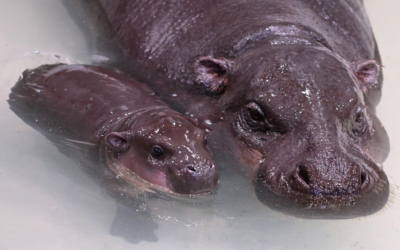 Petunia and mom go swimming