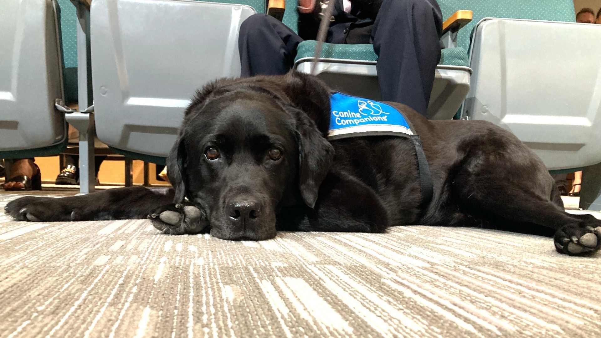 A black dog with a blue vest lays on the carpet, staring into the camera.