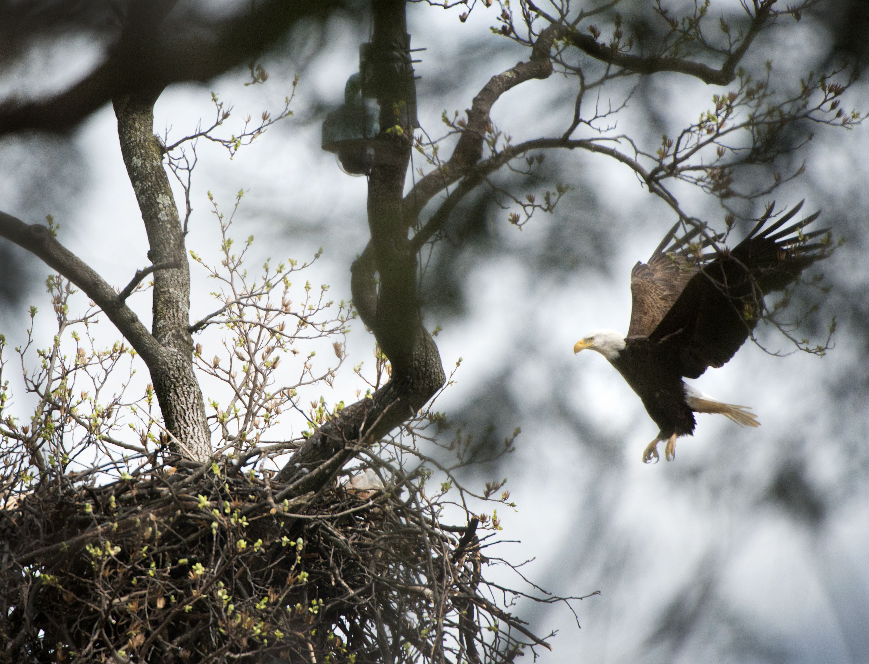 A bald eagle with white head and dark brown body flies near a large nest in a tree with budding leaves against a cloudy sky.