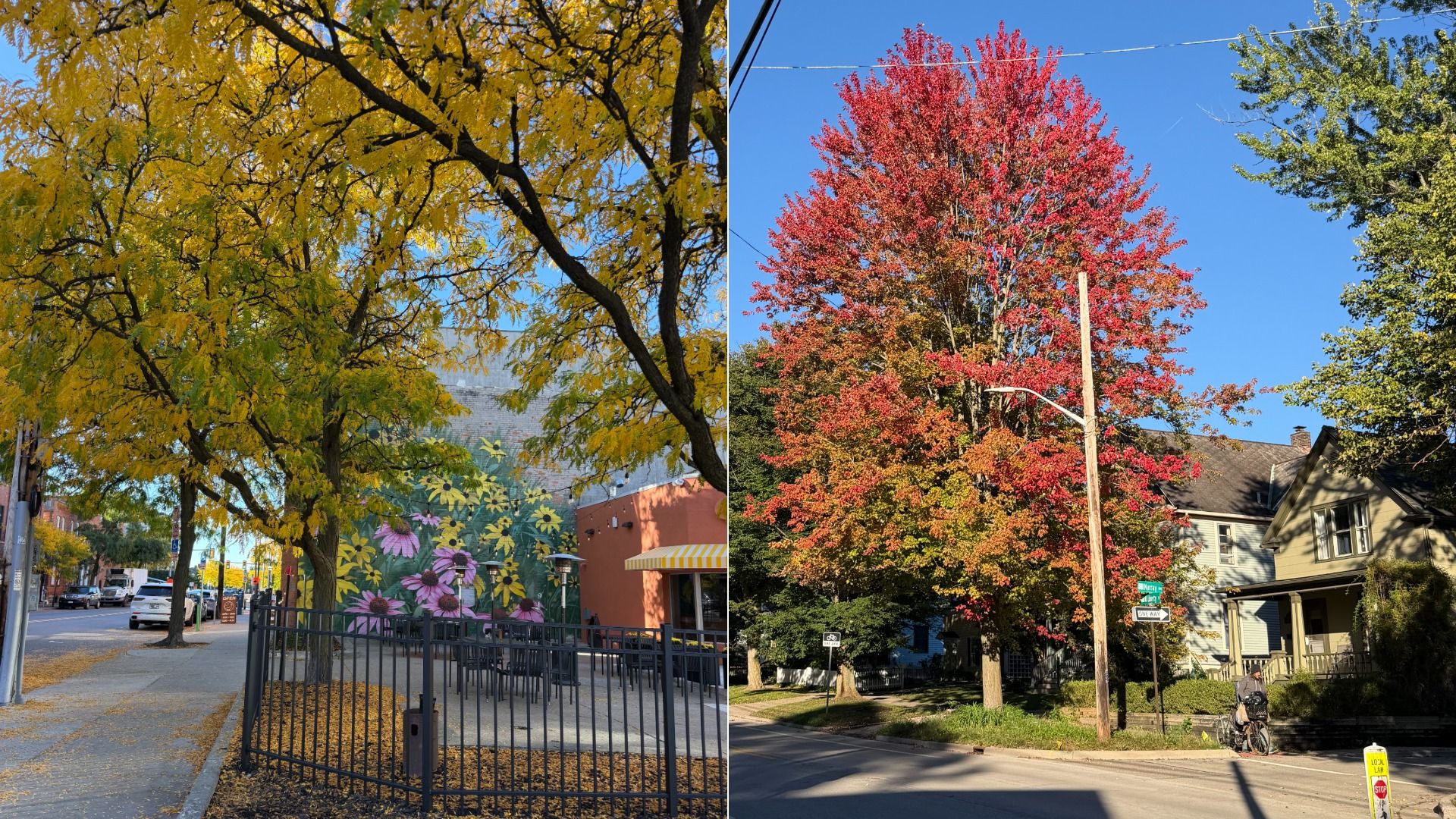 Split image: left shows a city street with yellow autumn trees, a mural on a wall, and fallen leaves; right shows a tall red-leaved tree against a blue sky with houses nearby.