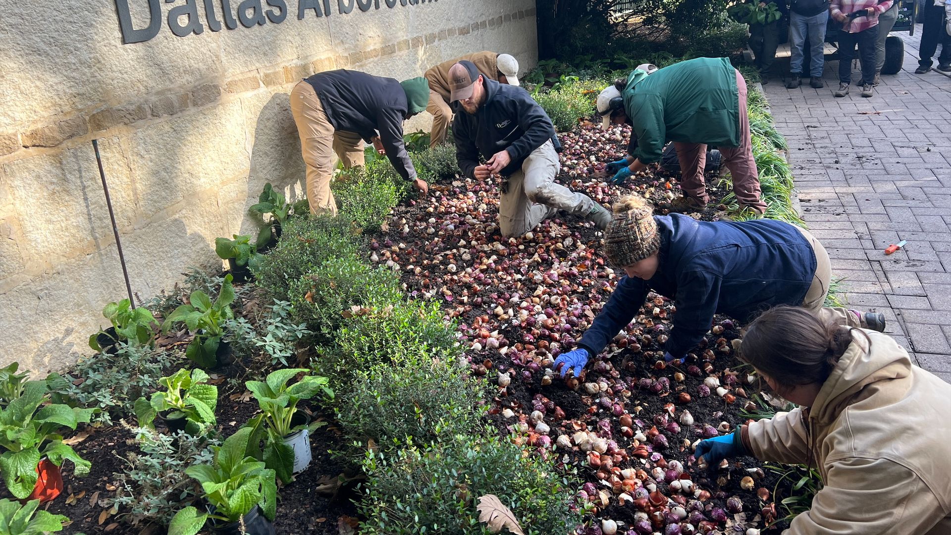 Six workers kneel by a garden, planting bulbs 