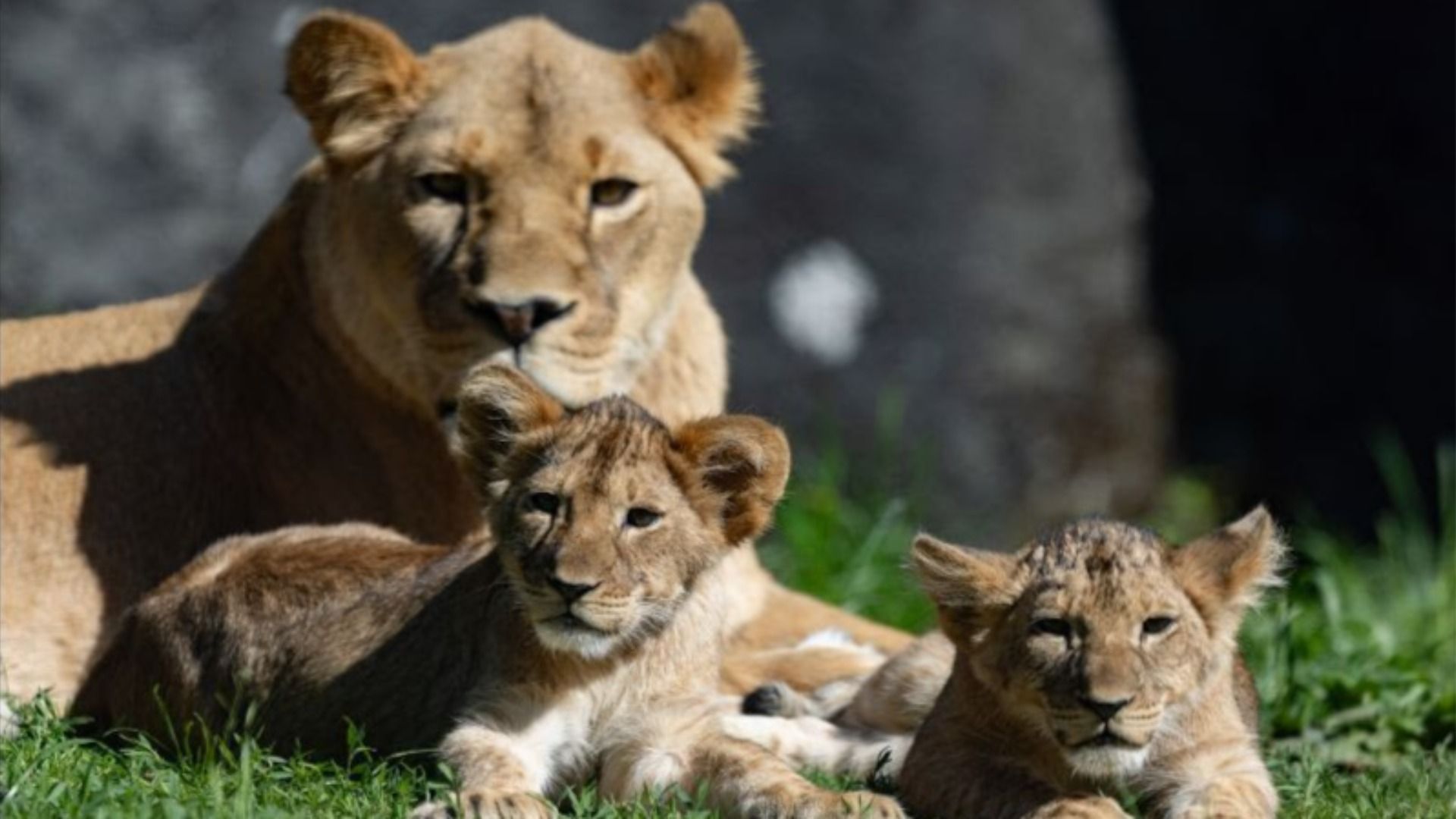 A mama lion with her two cubs, laying in the grass. 