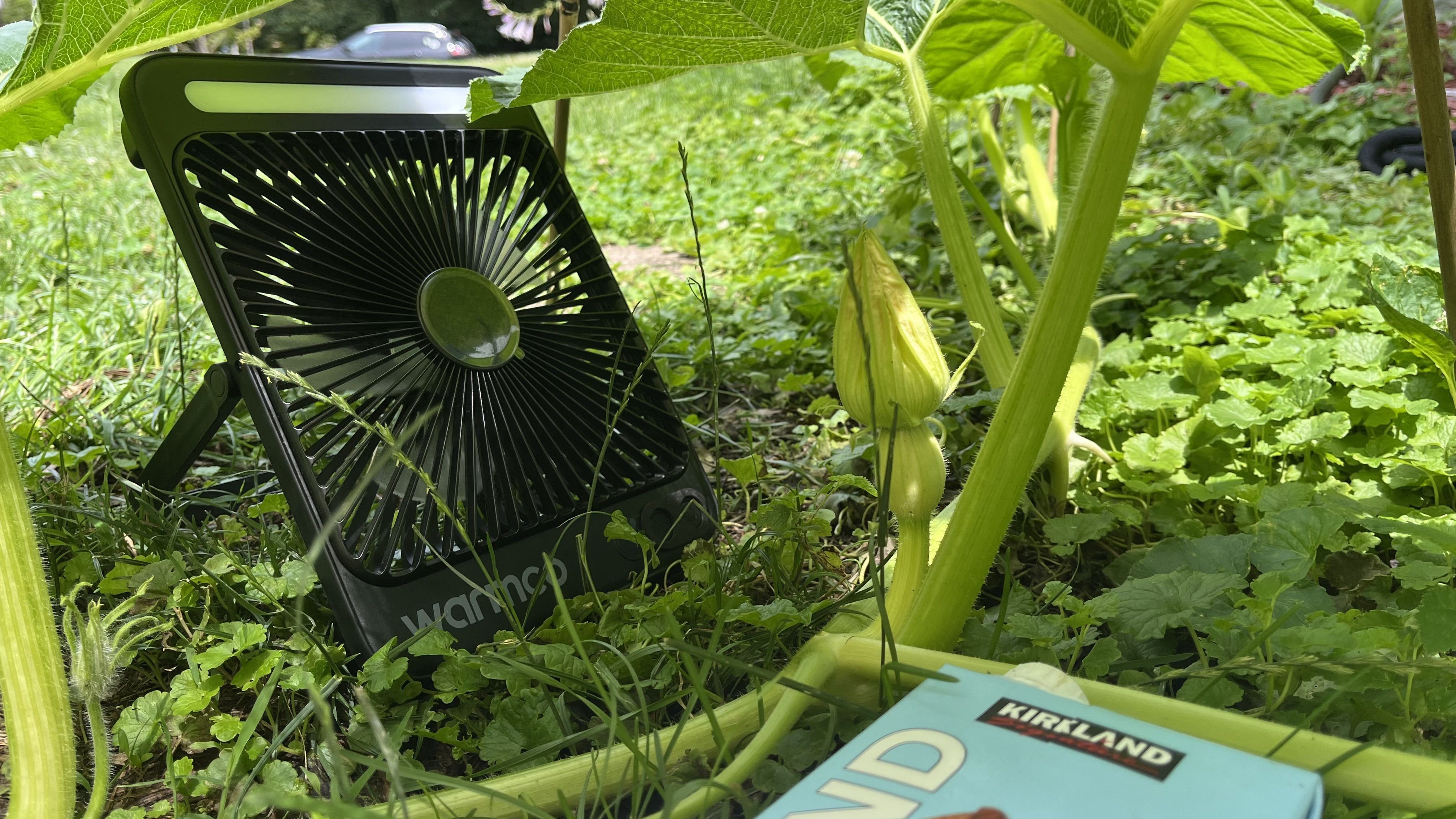 A female pumpkin plant with an almond carton and a fan next to it.