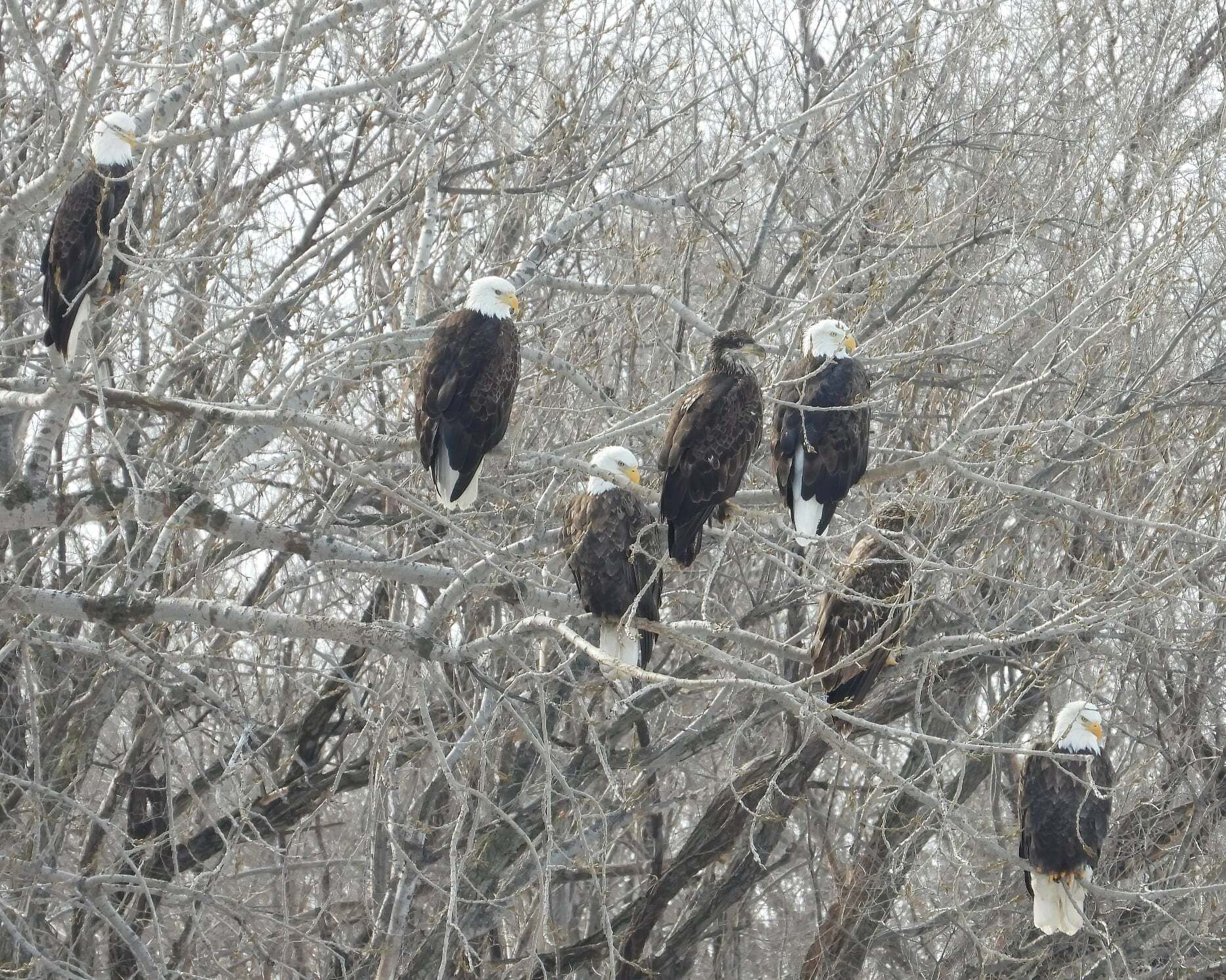 Eagles in downtown Des Moines