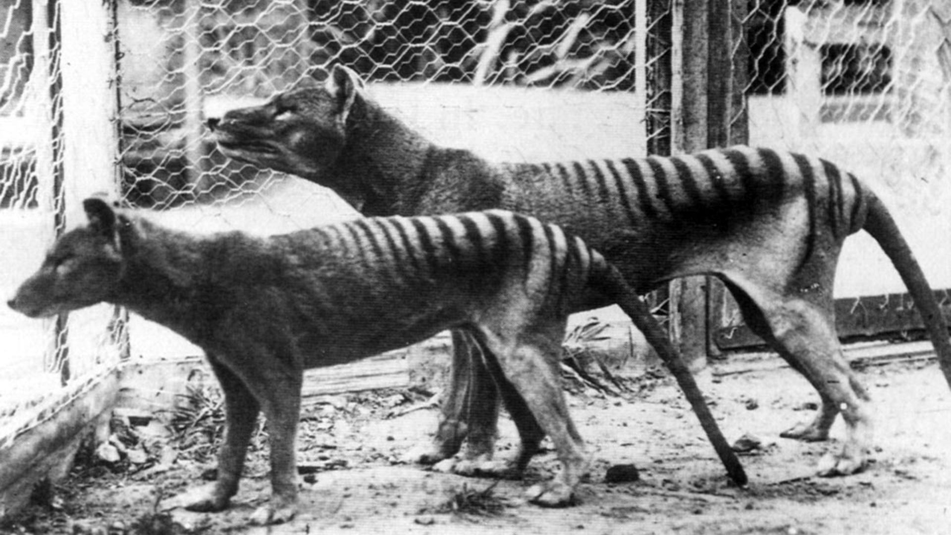 Two Tasmanian tigers, with stripes on their back end