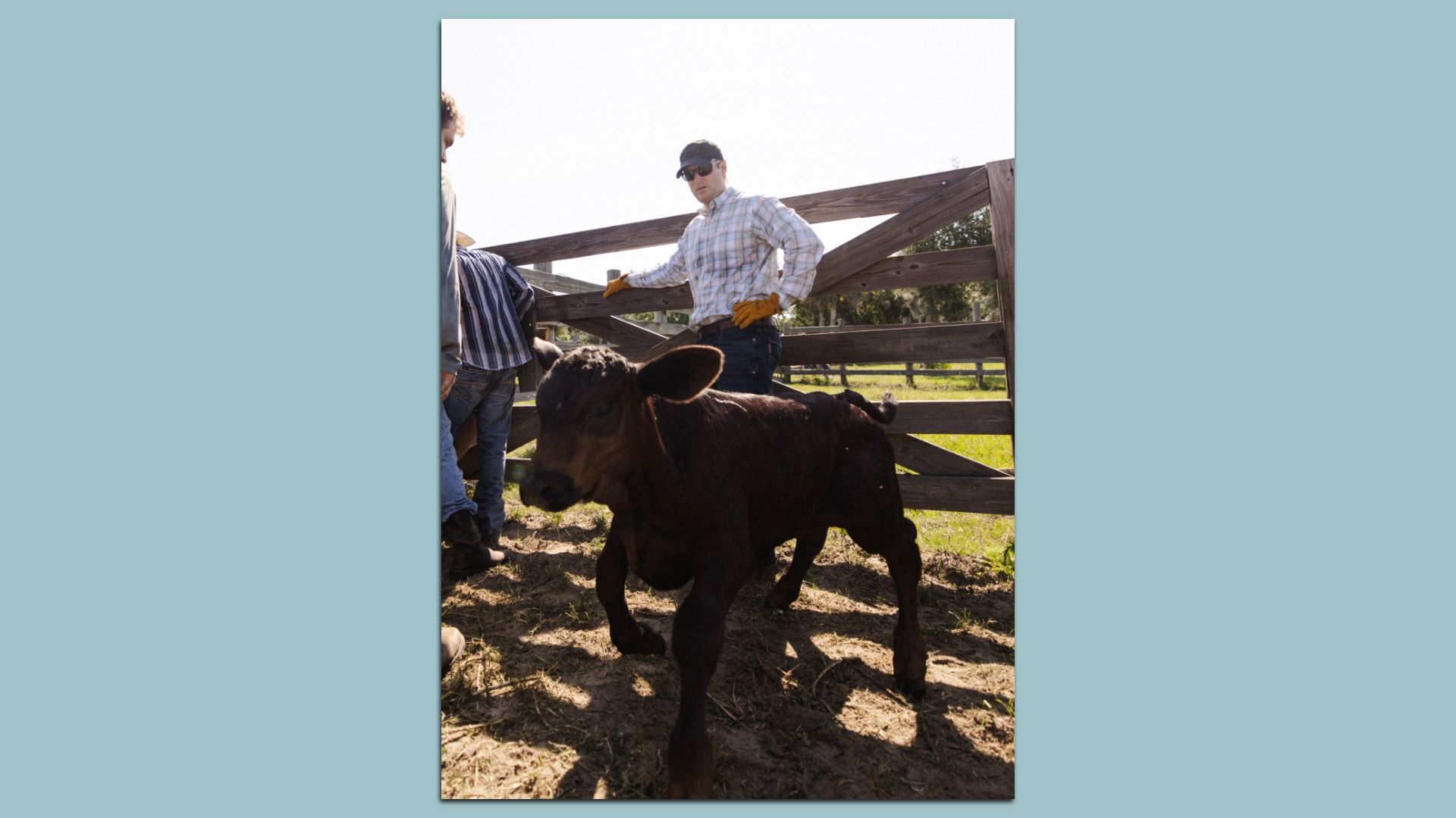 Young brown calf walking toward camera near wooden gate with three men in jeans and gloves standing behind it on a sunny day in a grassy area.