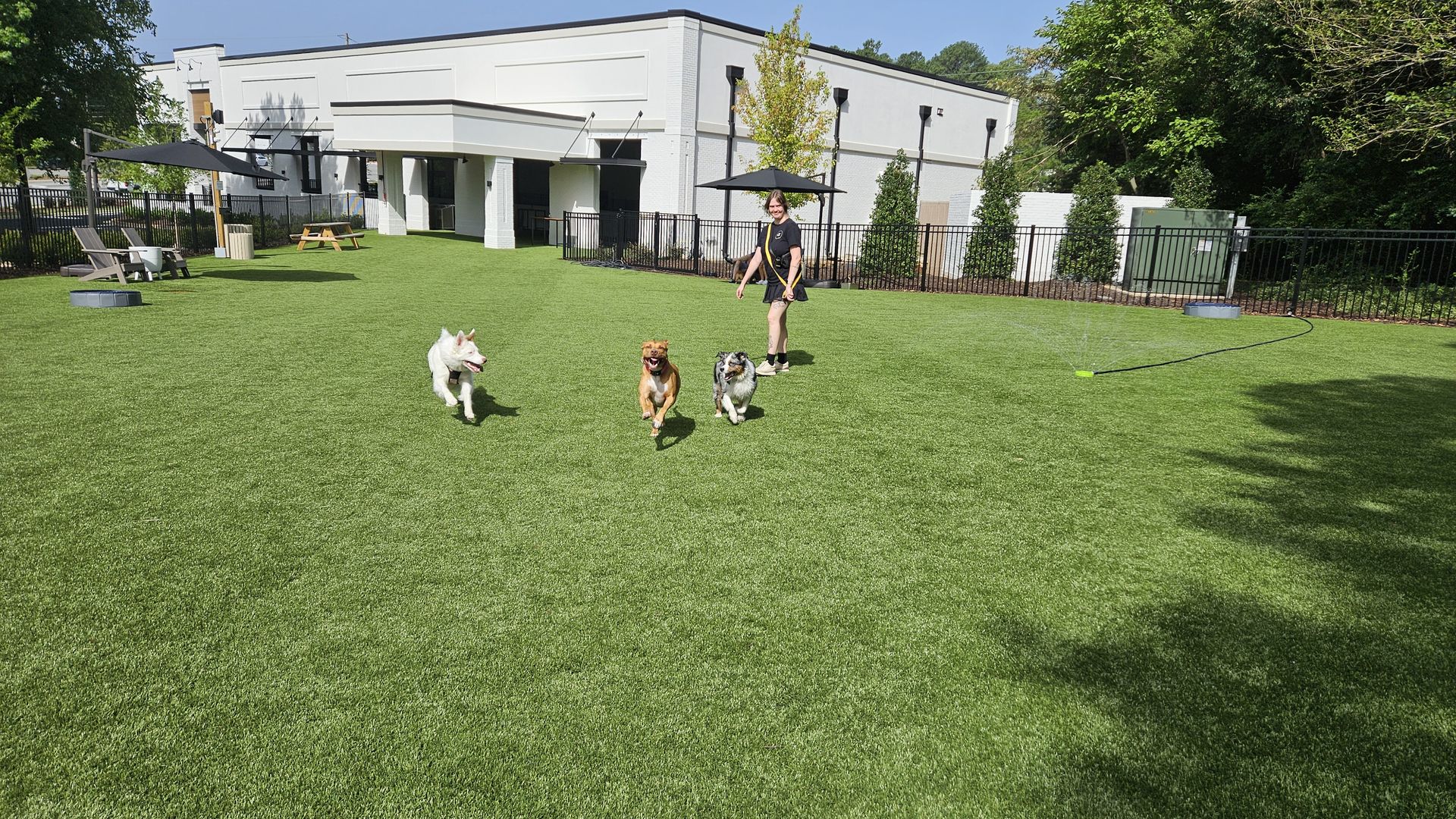 Dogs running at Off Leash park.