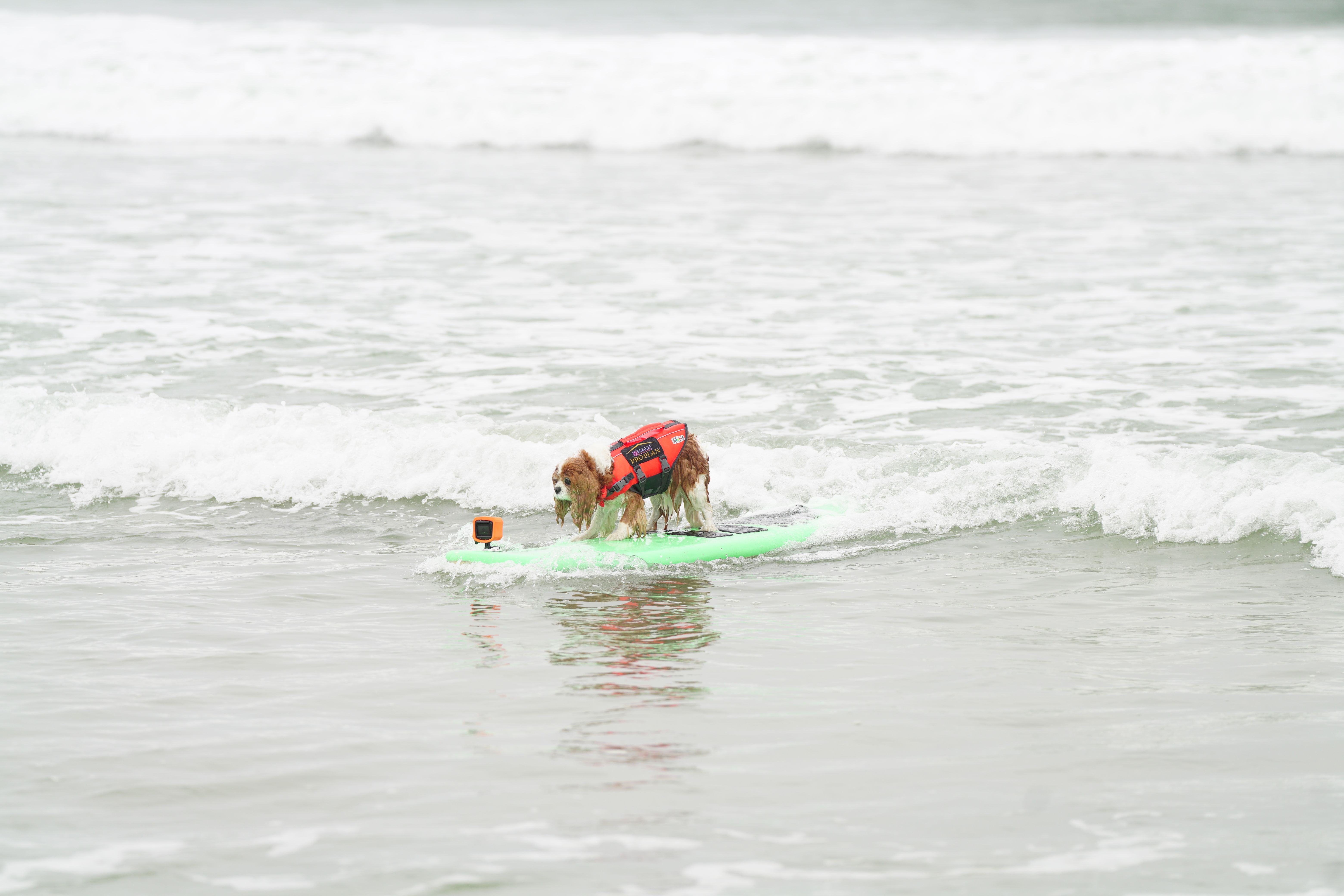 A dog with wet fur and a life jacket on a surf board