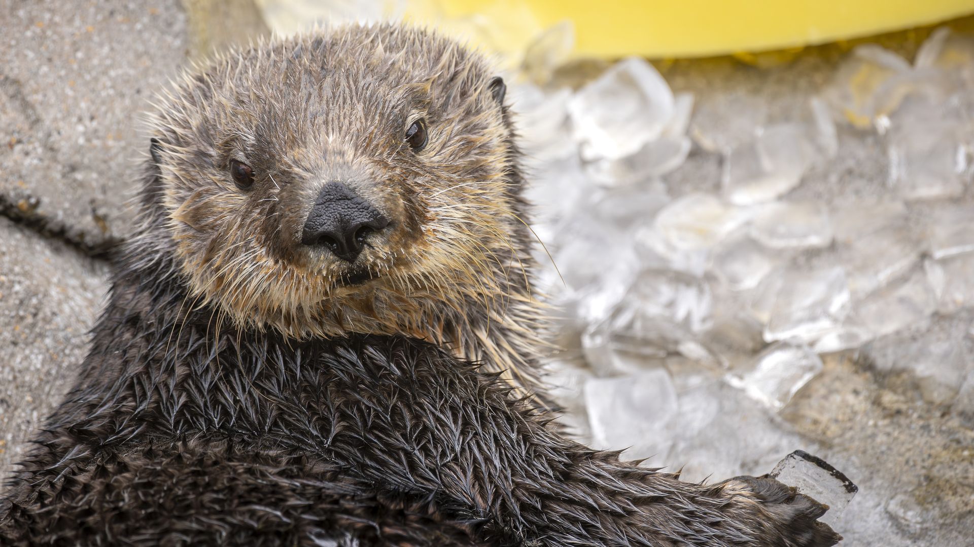 Close-up of a wet sea otter lying on rocks and ice, looking directly at the camera, with a yellow object in the background.