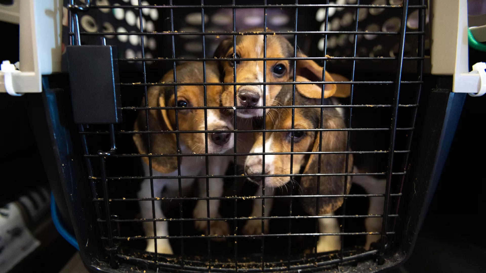 Three beagle puppies in a kennel 
