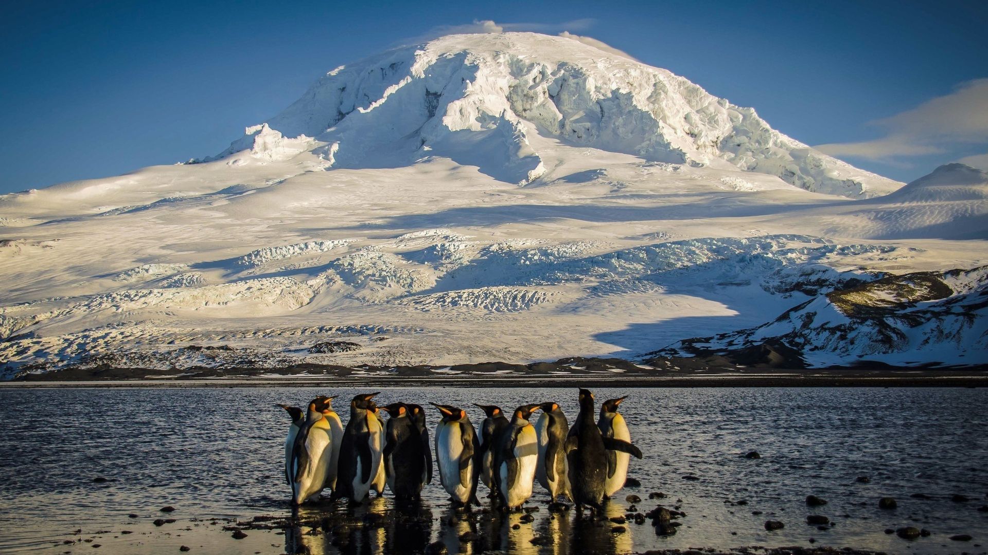 Una fotografía tomada el 21 de noviembre de 2012 y publicada el 8 de octubre de 2024 por la División Antártica Australiana muestra una bandada de pingüinos rey en las orillas de la bahía de Corinthian, en el territorio australiano de la isla Heard en el Océano Austral.