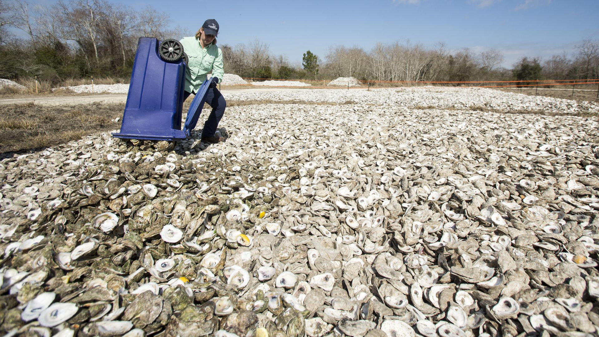 Photo of thousands of oyster shells. 