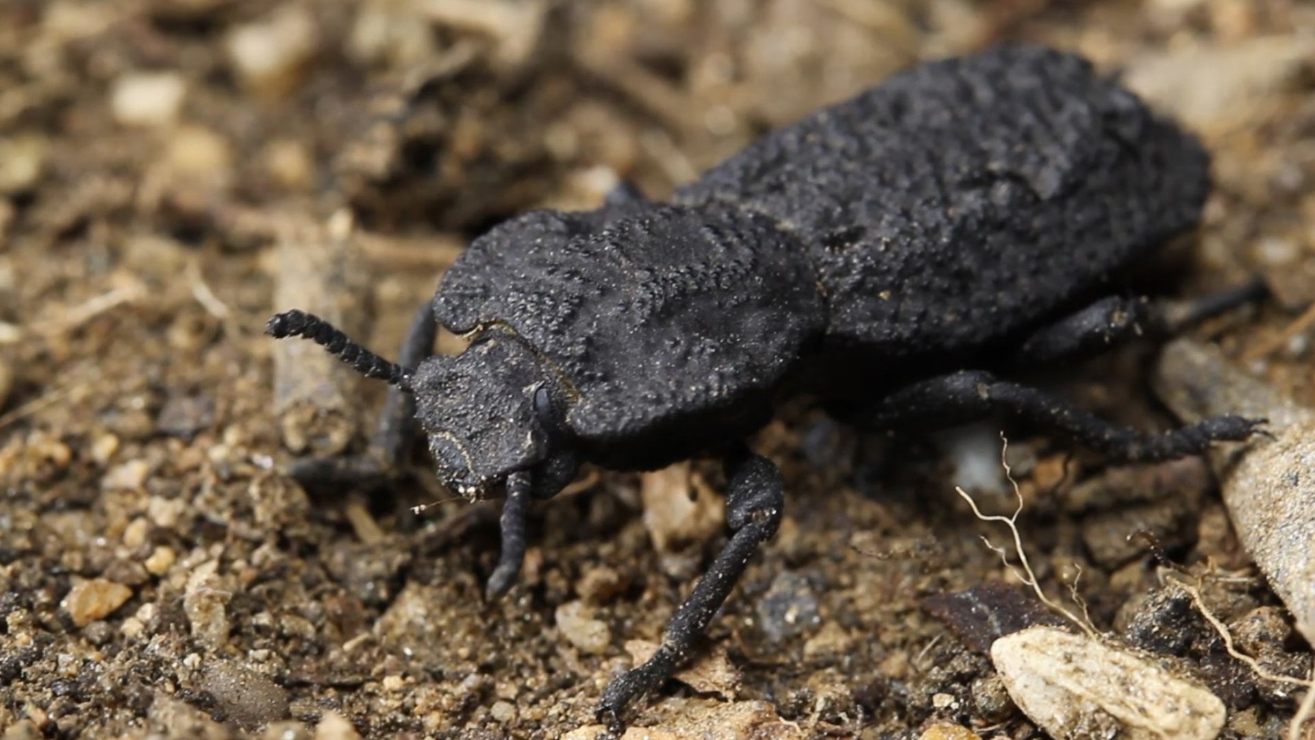 diabolical ironclad beetle