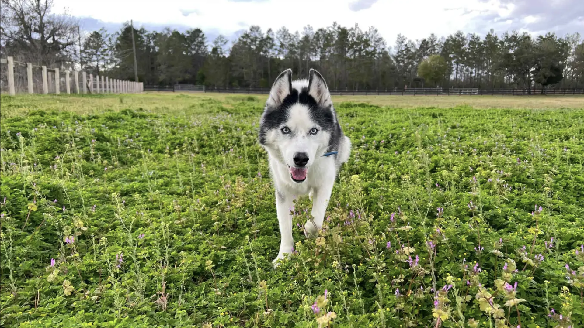 a husky prancing in a feild