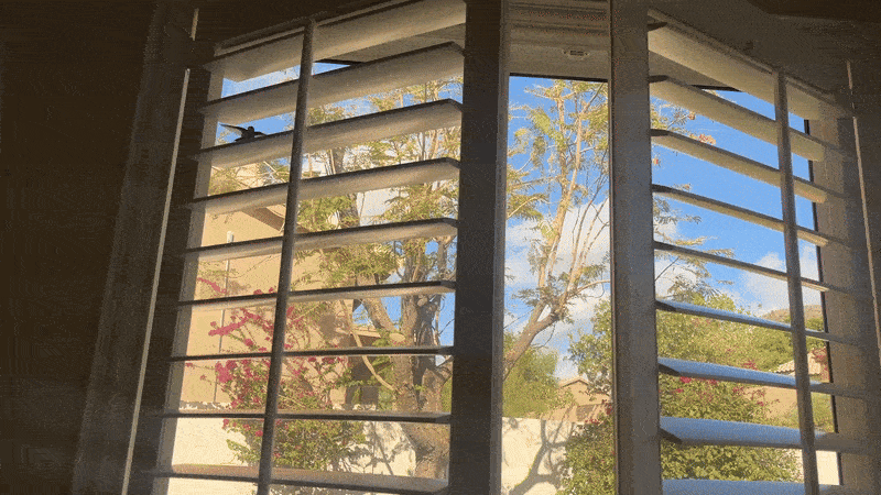 A hummingbird stuck in shutters. 