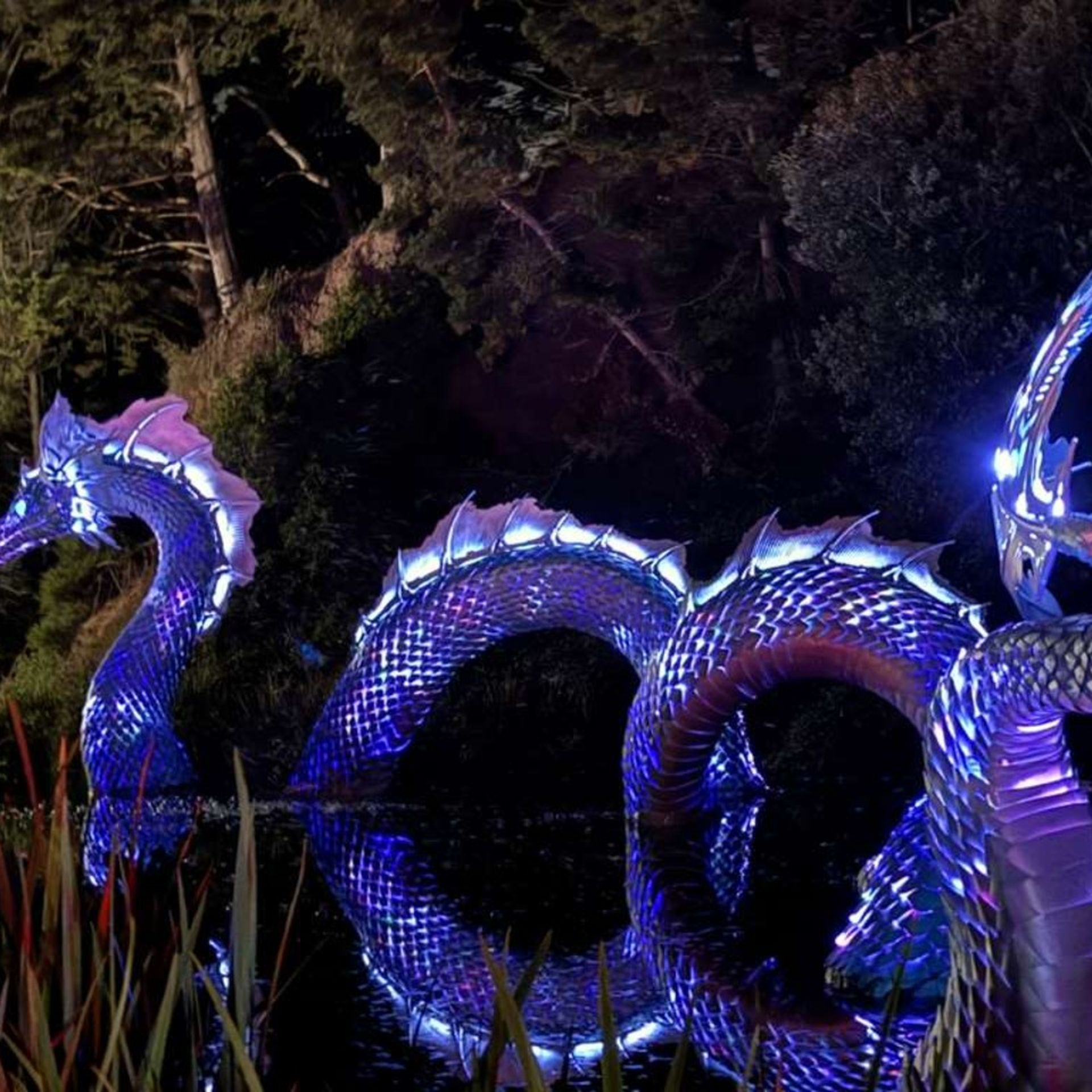 Glowing sea serpent lands in Golden Gate Park - Axios San