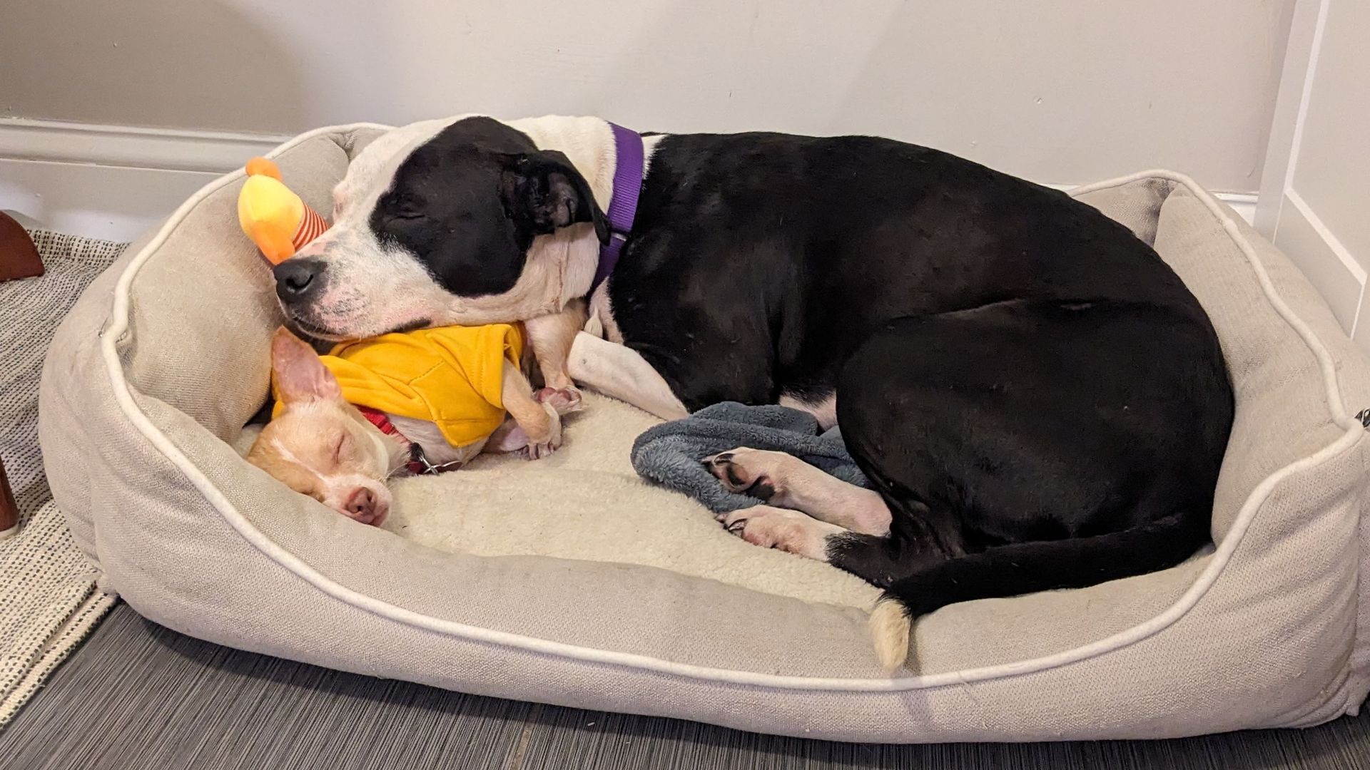 sleeping dogs