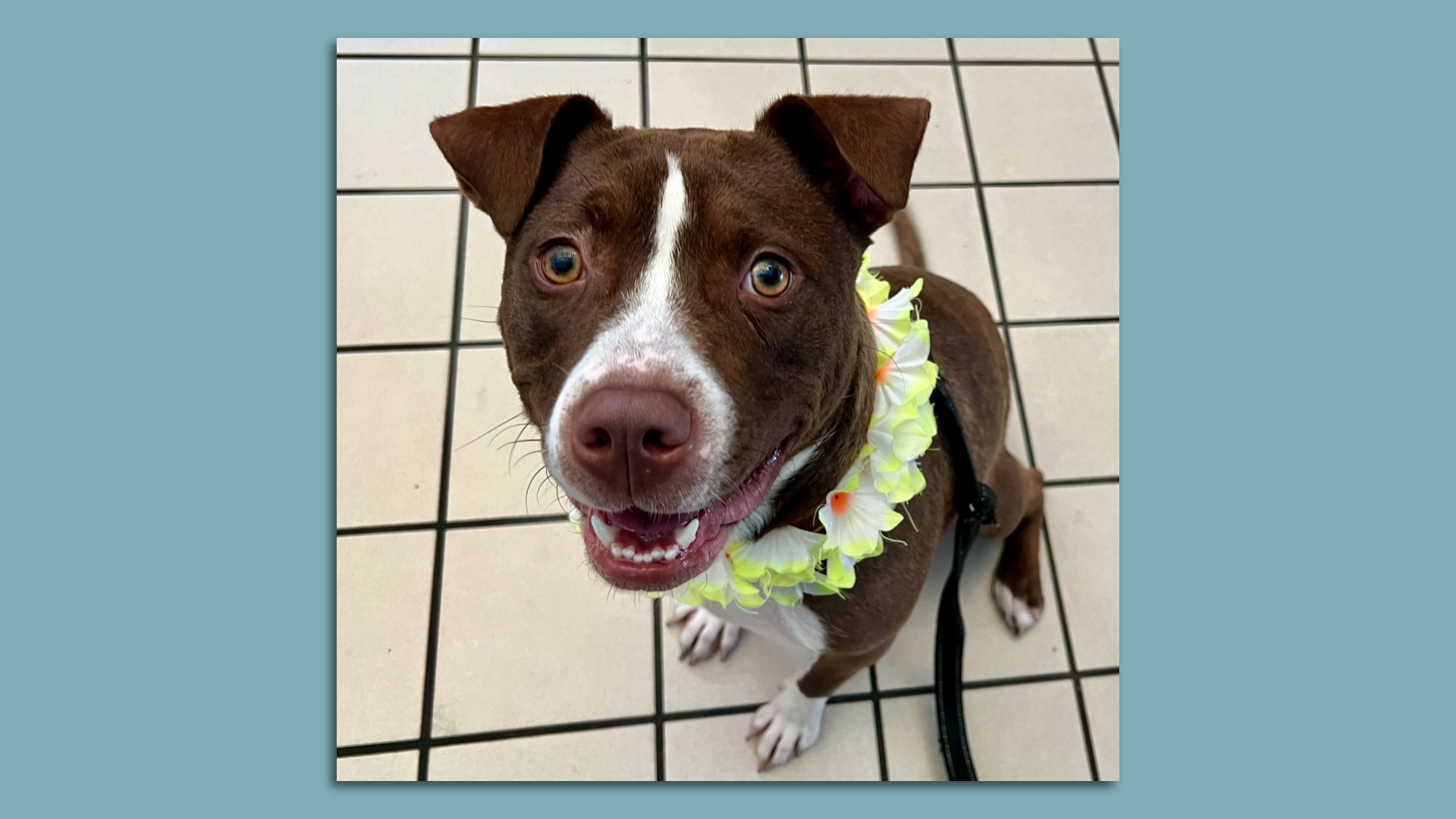 Felix, a year and half-old male retriever/terrier mix of 50 lbs.