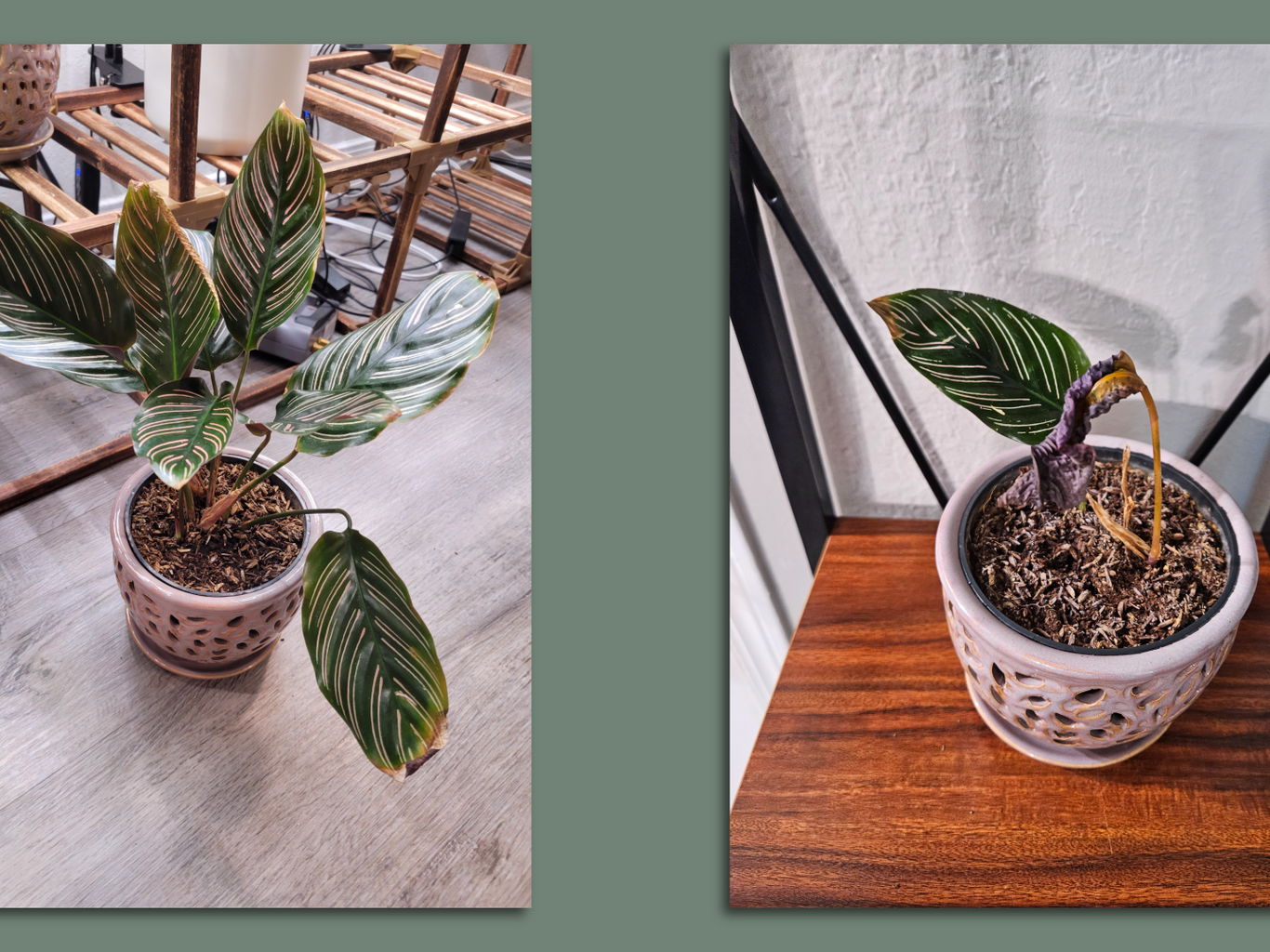 Read this before buying a calathea - Axios Atlanta