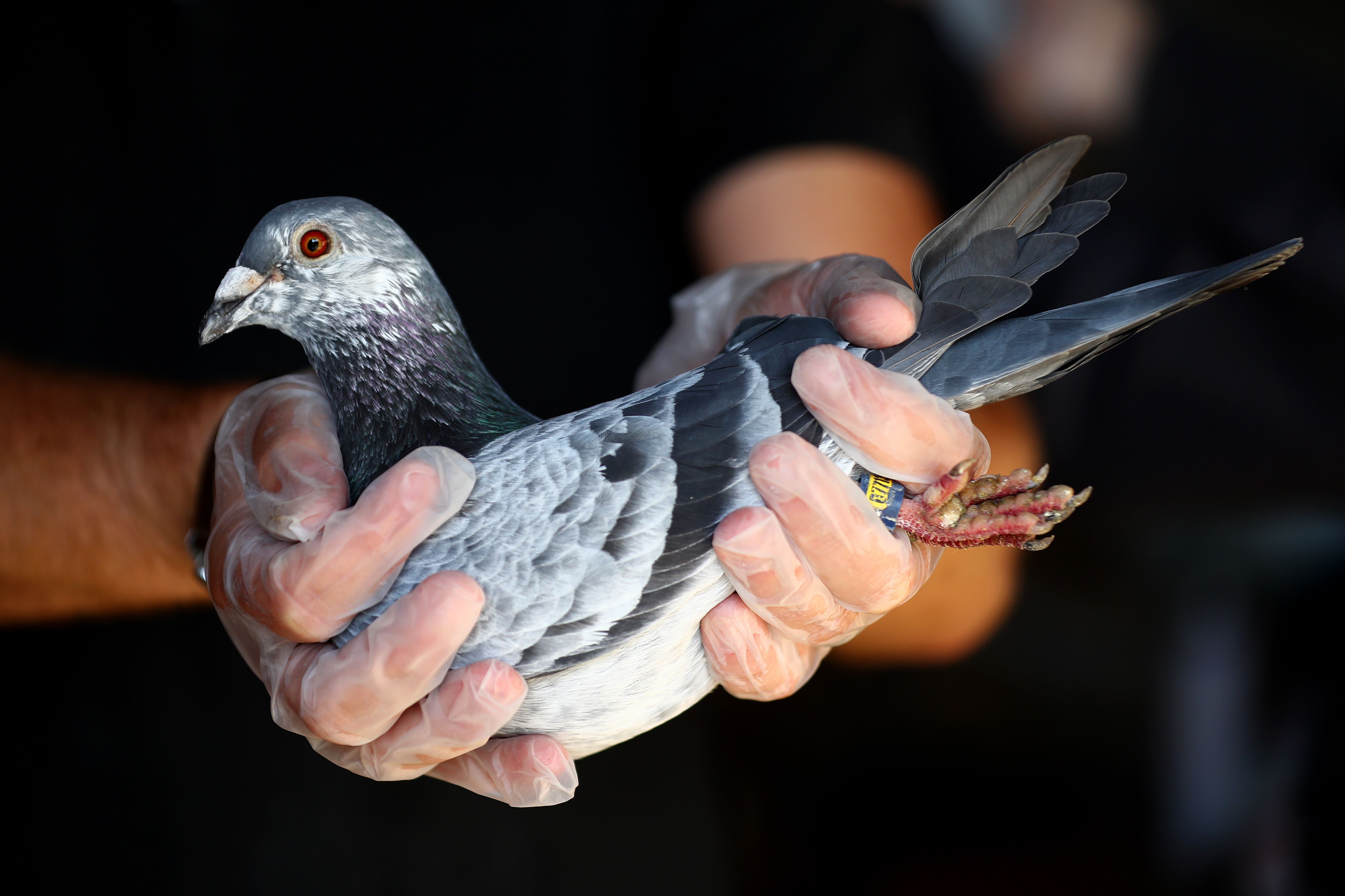 Racing pigeon with tag