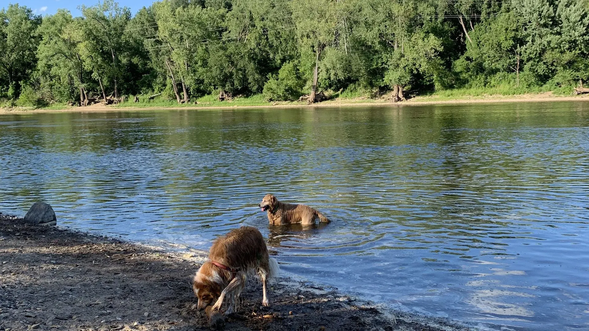 Two dogs frolic at a riverfront beach with sand and shade in the foreground and sun-lit trees in the background across the water