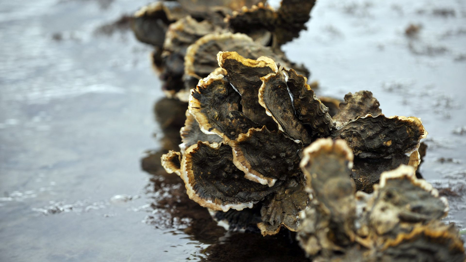 Oyster shells on a beach in Washington state. 