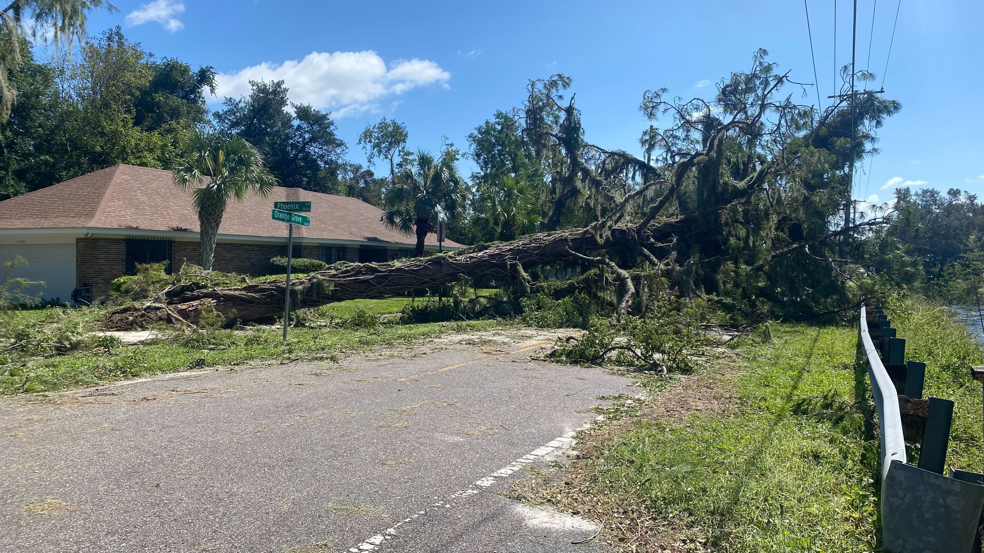 A fallen tree blocks a roadway in Greater Carrollwood.