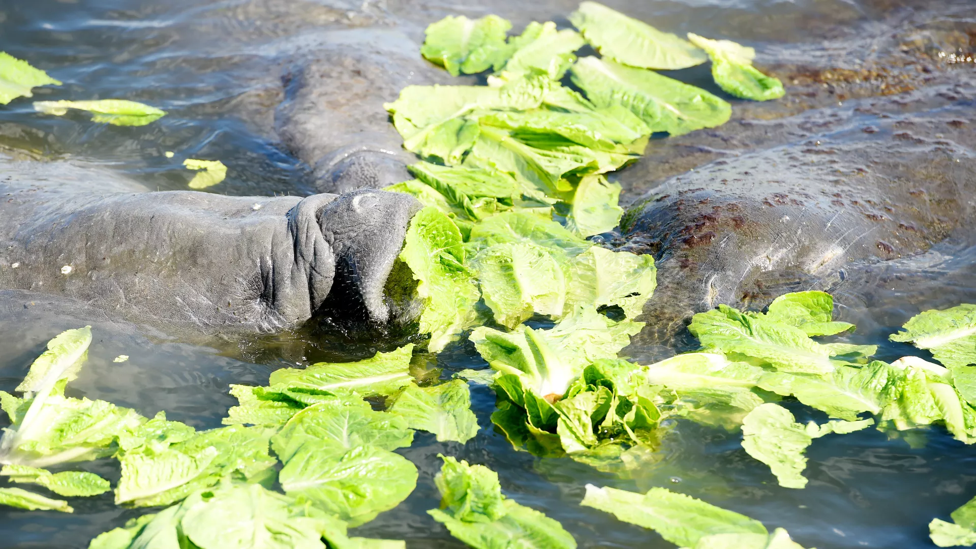 Manatees eating lettuce