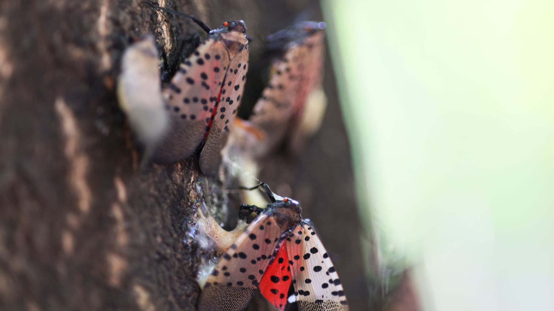 Close-up of three spotted lanternflies with black spots and red underwings, clinging to rough brown tree bark against a blurred pale green background.