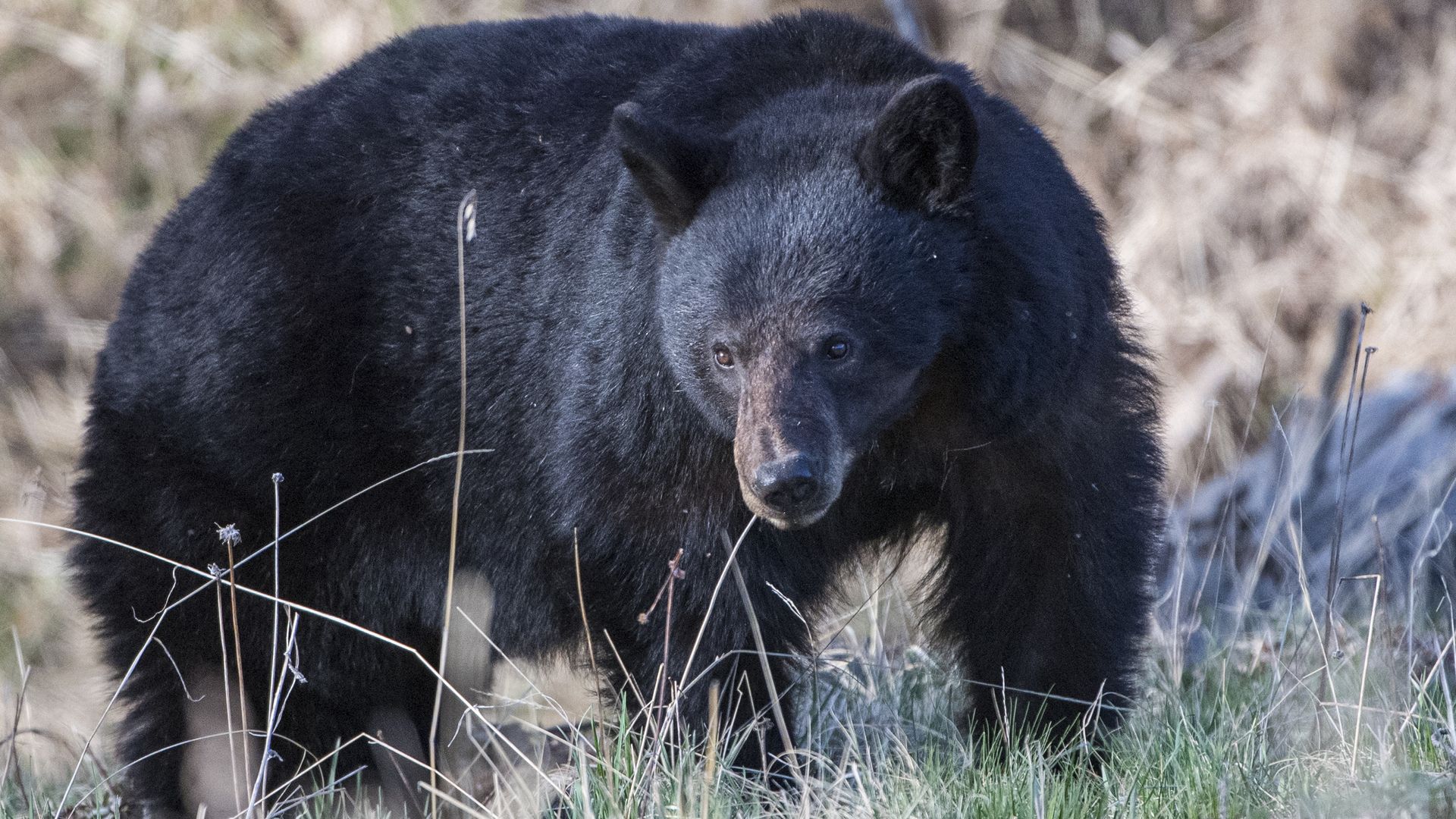 A black bear in a field.