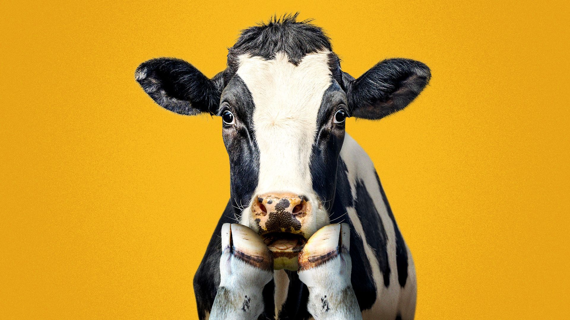 Illustration of a surprised cow with its hooves up to its mouth.