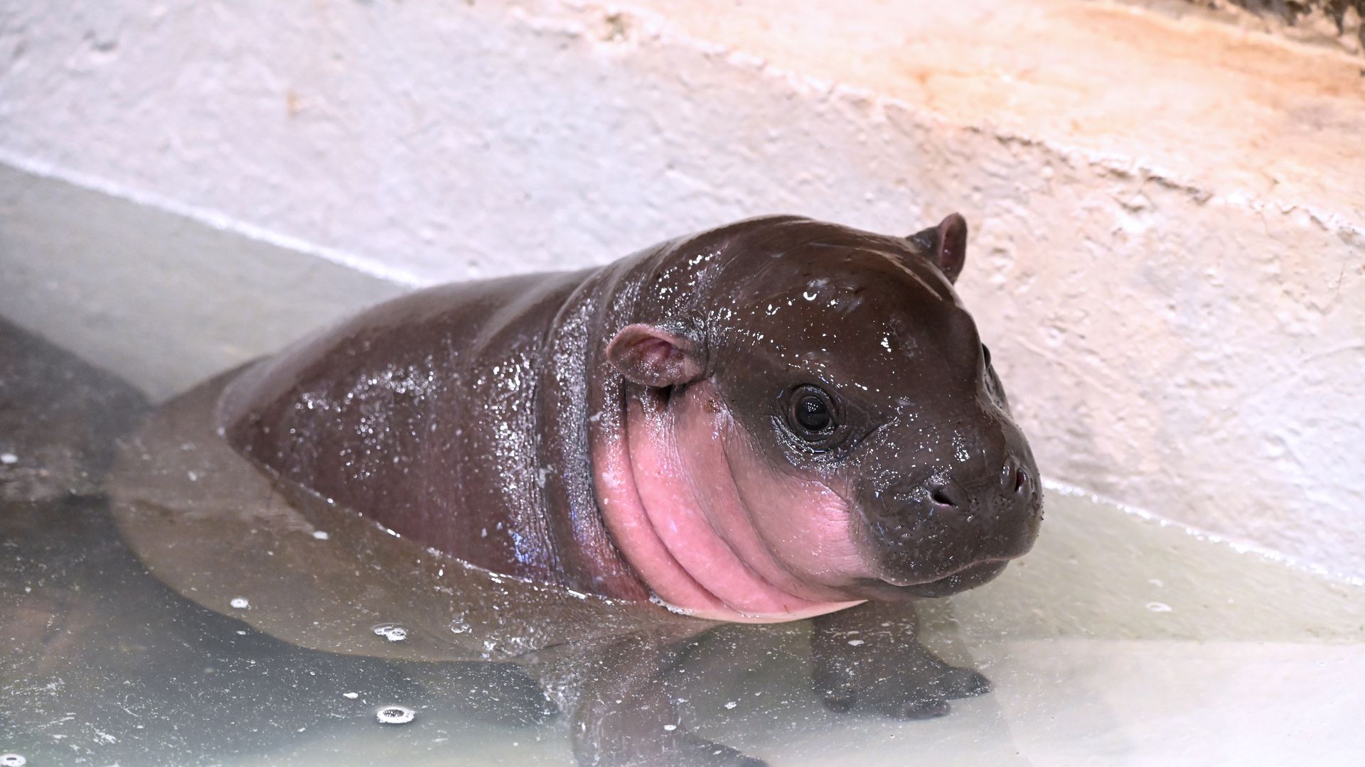 Meet Poppy, Richmond's baby pygmy hippo. Image: Courtesy of the Metro Richmond Zoo