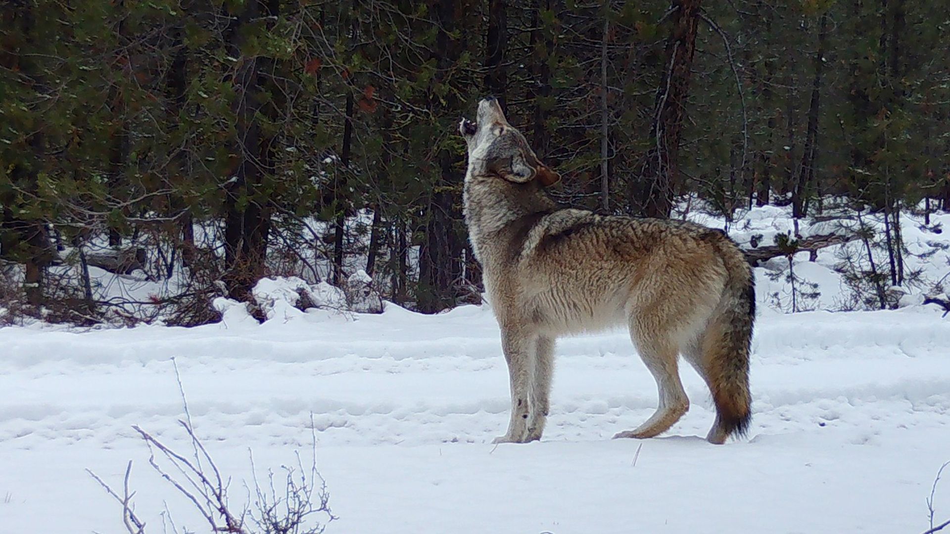 A gray wolf is seen craning its head back while letting out a howl in a snowy landscape.