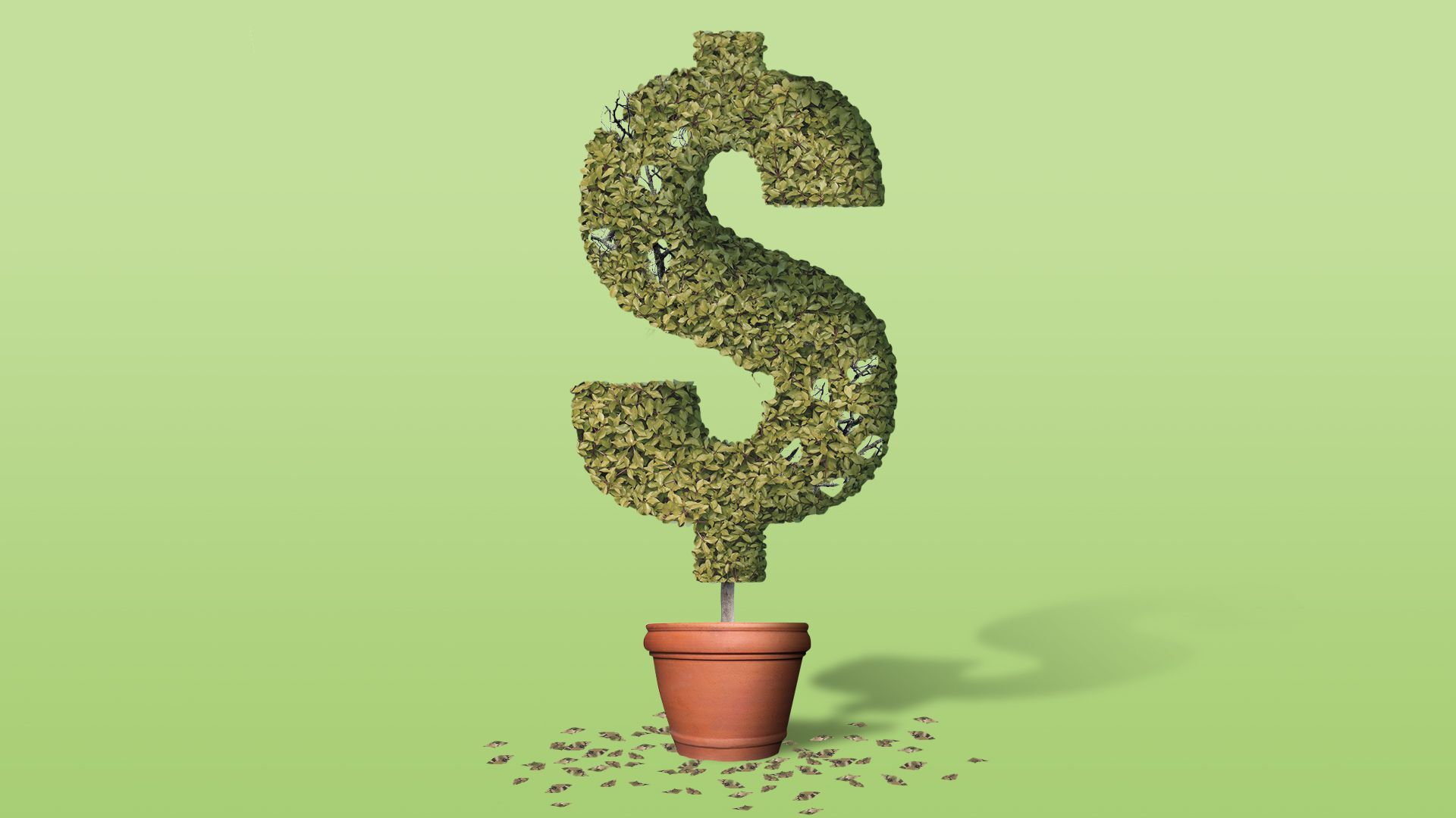 Illustration of a dying hedge in the shape of a dollar bill. 