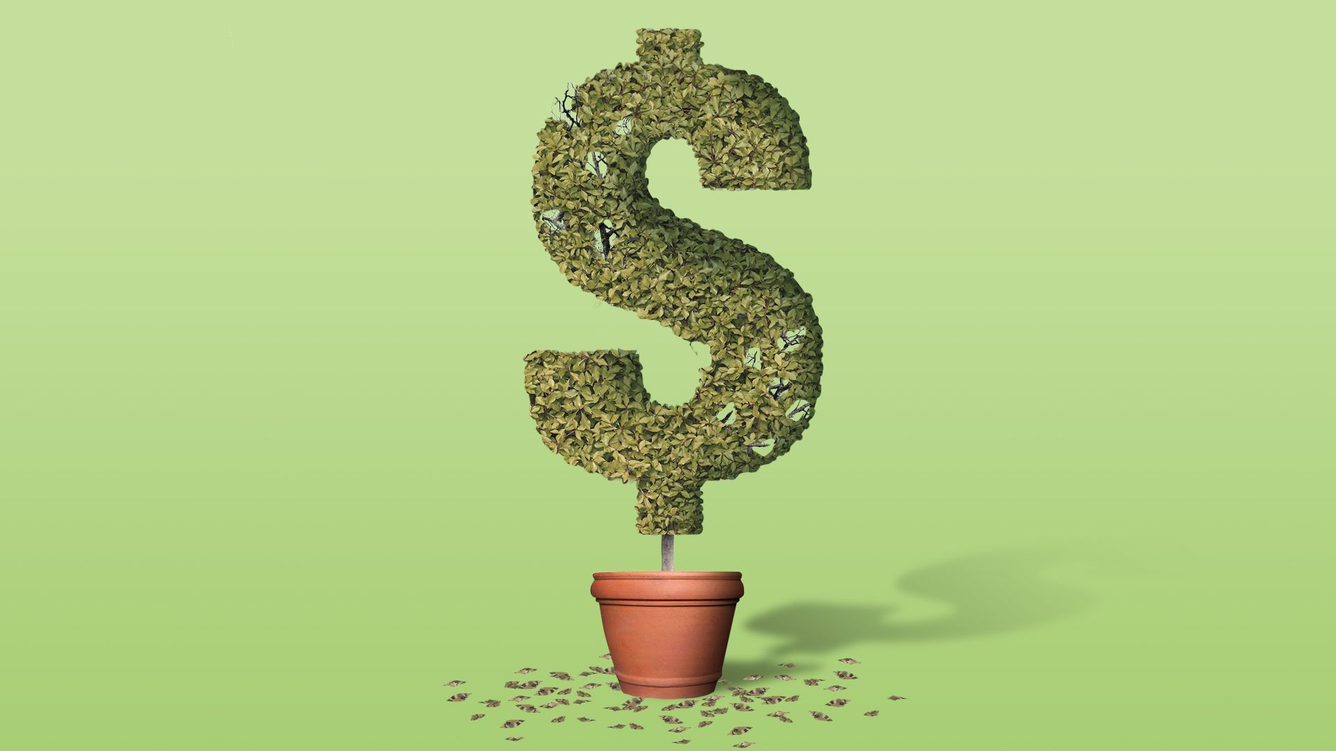 Illustration of a dying hedge in the shape of a dollar bill.