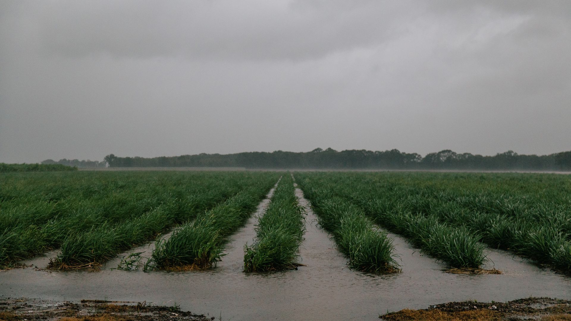 flooded low lying crops with a grey sky overhead