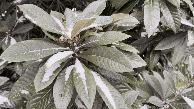 Image shows snow on a loquat tree.